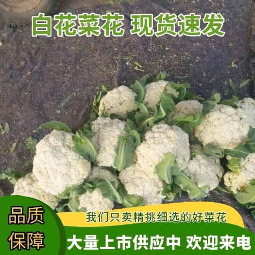 博爱县白花菜花  河南省焦作市博爱县孝敬镇蒋村蔬菜市场，白面青梗散