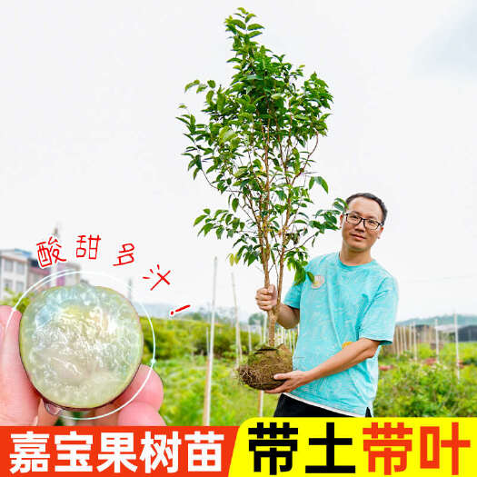 容县嘉宝果苗树葡萄苗沙巴嘉宝果树庭院盆栽水果苗
