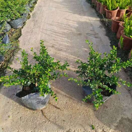 精品福建茶基地自产自销
