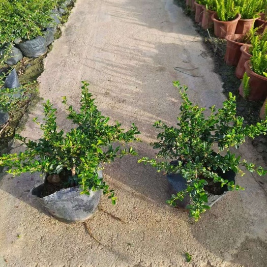 广州精品福建茶基地自产自销