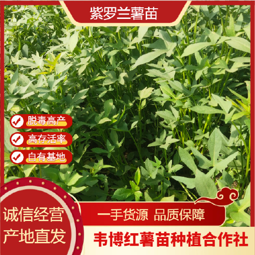 民权县精品紫罗兰红薯苗 基地直供脱毒红薯苗 量大价优！