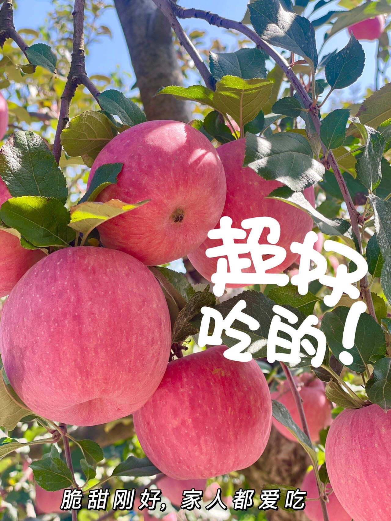 正宗洛川苹果红富士脆甜多汁不打蜡带皮吃原产地顺丰直发