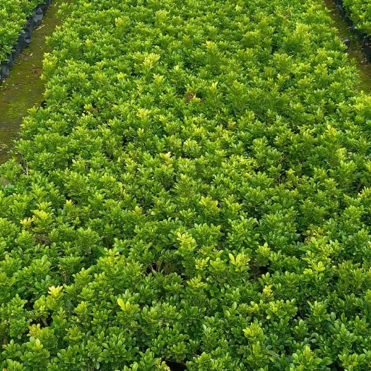 广州精品米兰基地自产自销