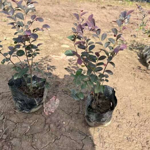 精品红花继木基地自产自销