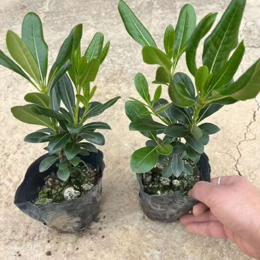 长沙精品海桐基地自产自销