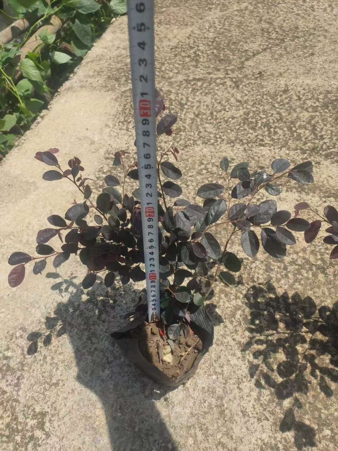 精品红花继木基地自产自销