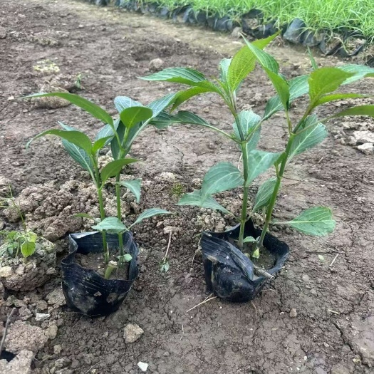 精品叉花草基地自产自销