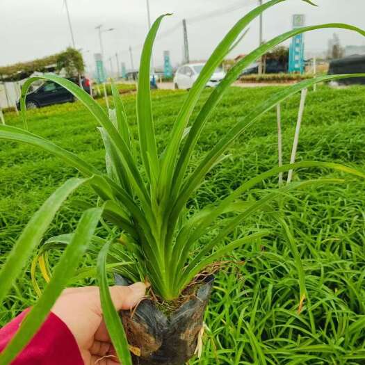 广州精品花萱草基地自产自销