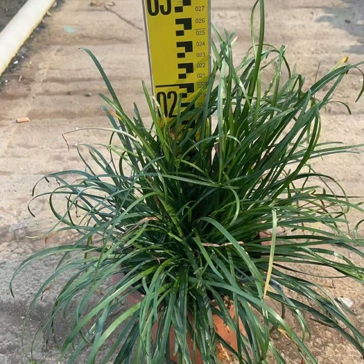 精品初恋风雨兰基地自产自销