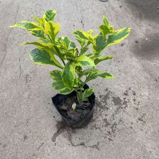 精品金叶假连翘基地自产自销