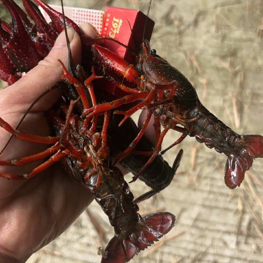 长宁县小龙虾虾苗成品虾批发