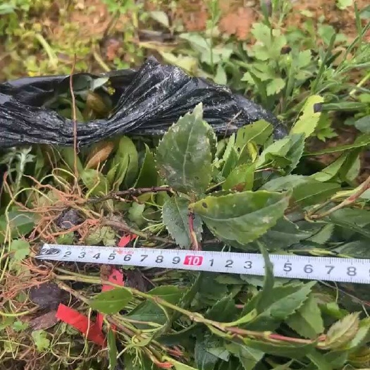 草珊瑚苗