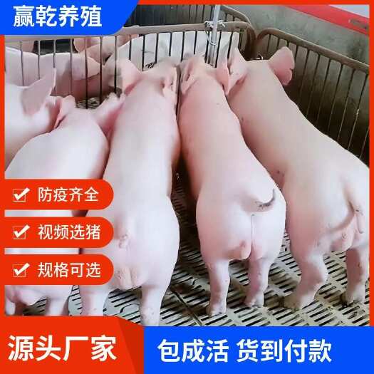 长沙新美系纯种黑杜杜种公猪国寿黑原种黑猪杜洛克母猪一代黑金刚正宗