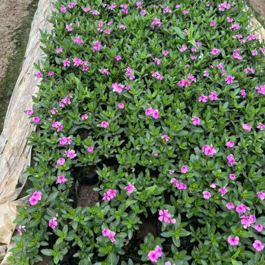 广州精品长春花基地自产自销