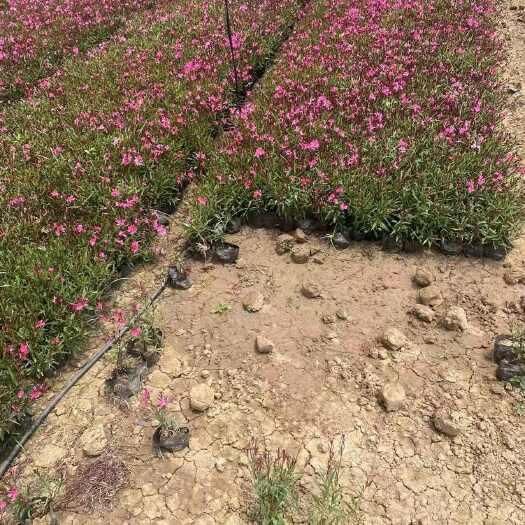 广州精品山桃草基地自产自销