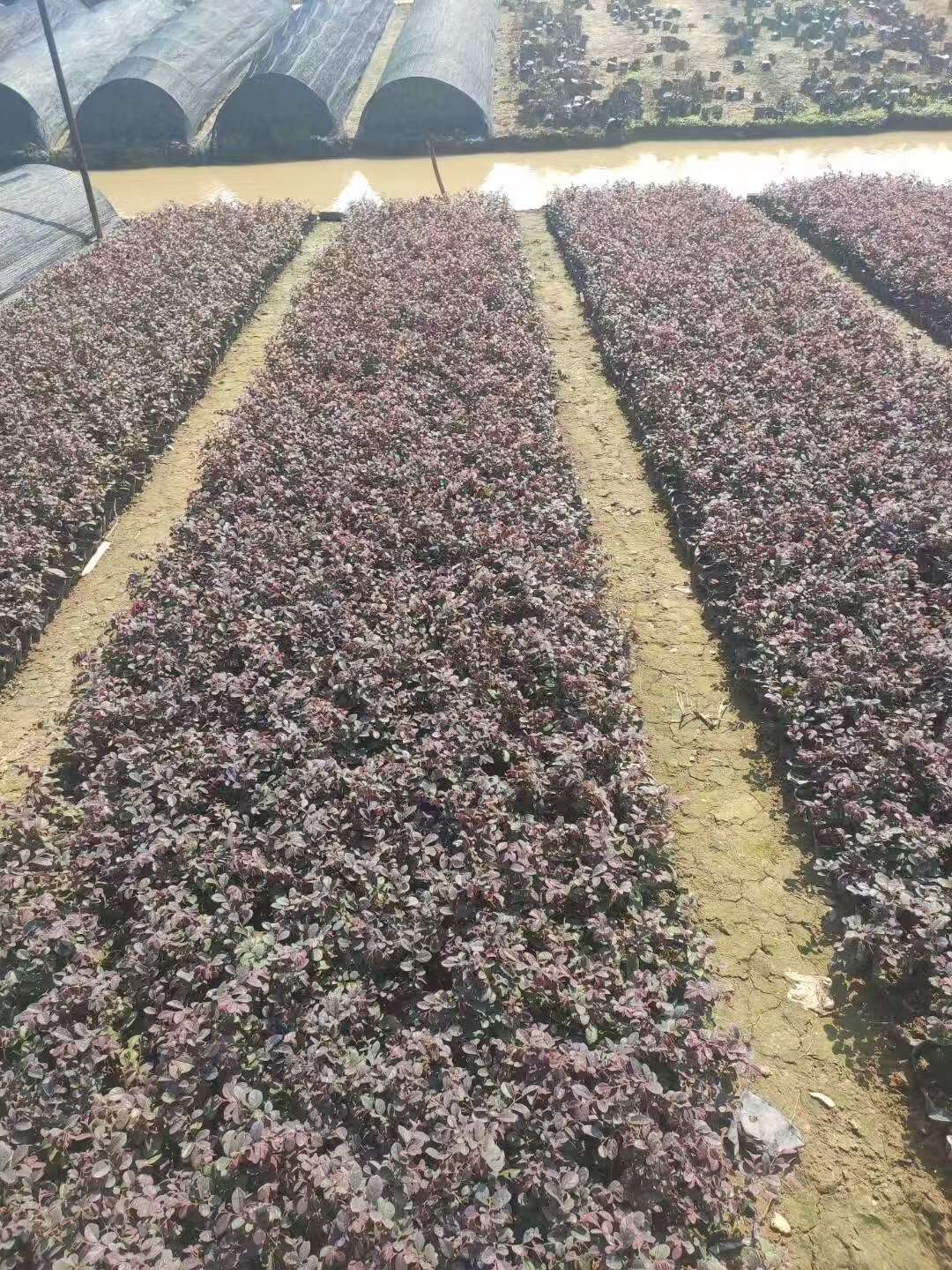 精品红花继木基地自产自销