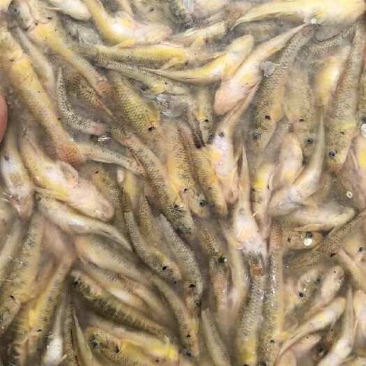 广州山根鱼 食蚊鱼 小黄鱼