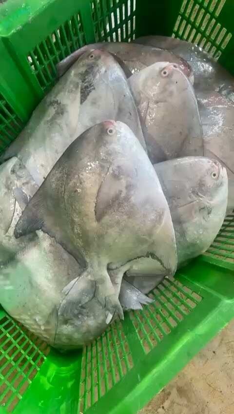 上海斗鲳鱼
