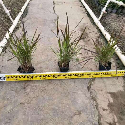 广州精品紫叶狼尾草基地自产自销