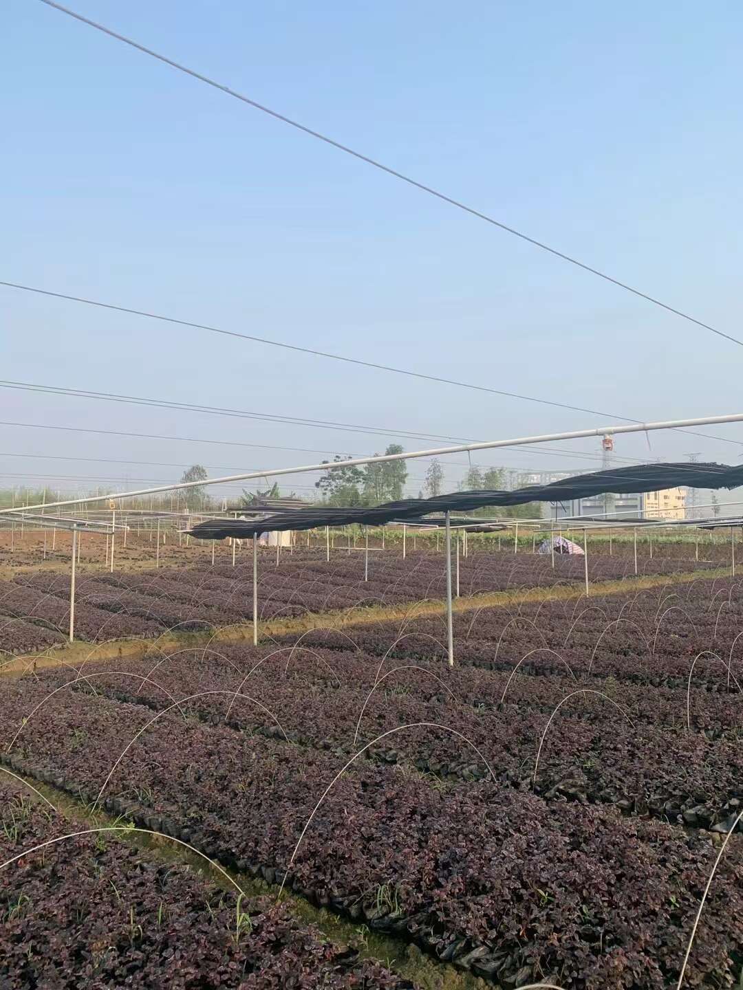 精品红花继木基地自产自销