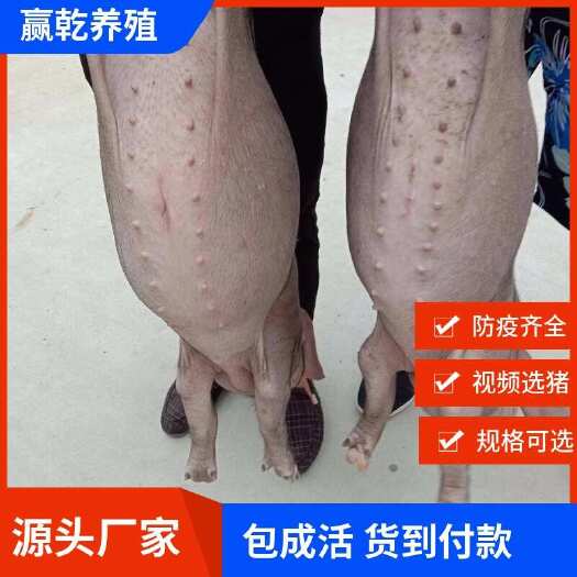 長沙英系大白種公豬長大白約克種豬新美系杜洛克種公豬蘇太湖高產(chǎn)小豬