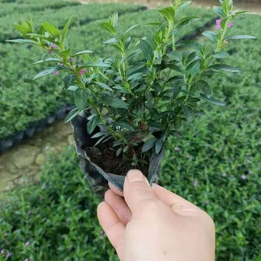 精品满天星基地自产自销