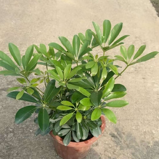 广州精品鸭脚木盆苗自产自销