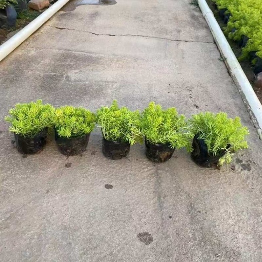 广州精品金叶佛甲草盆苗自产自销