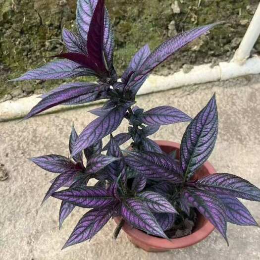 广州精品波斯红草基地自产自销