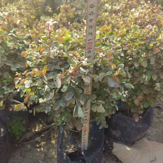 精品雪花木基地自产自销
