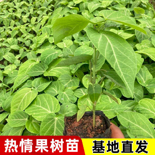 黄金百香果苗热情果台农紫香百香果苗品种纯正广西苗圃基地直发