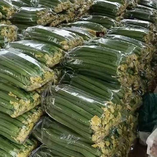 濮阳县精品鲜花丝瓜，丝瓜基地支持各种包装，专业的包装团队和运输团队