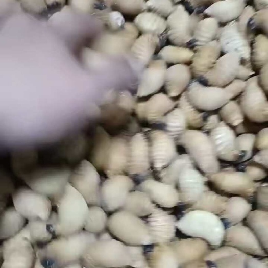 广州大竹虫