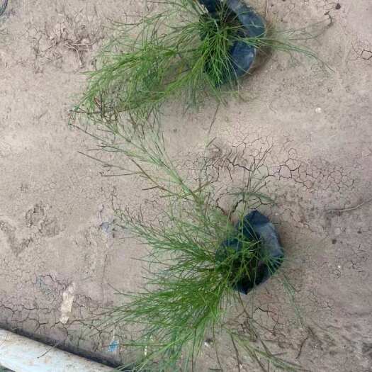 广州精品吉祥草基地自产自销