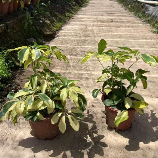 精品花叶鸭脚木基地自产自销