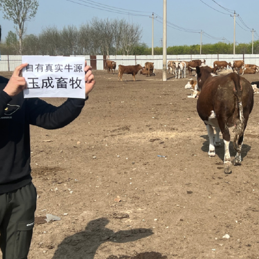 大厂县西门塔尔母牛成年母牛黄牛处母牛自由牛源