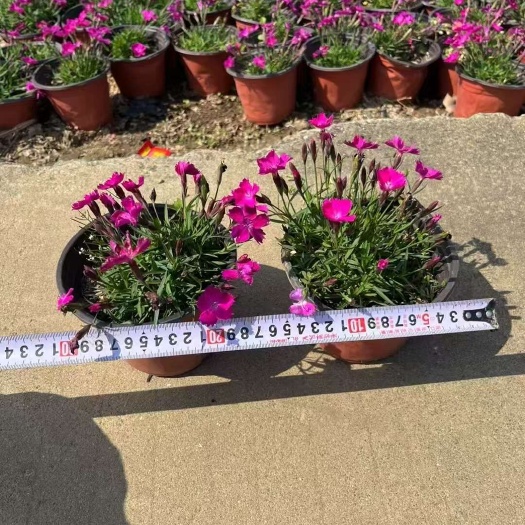 精品欧石竹(鸥石竹)基地自产自销