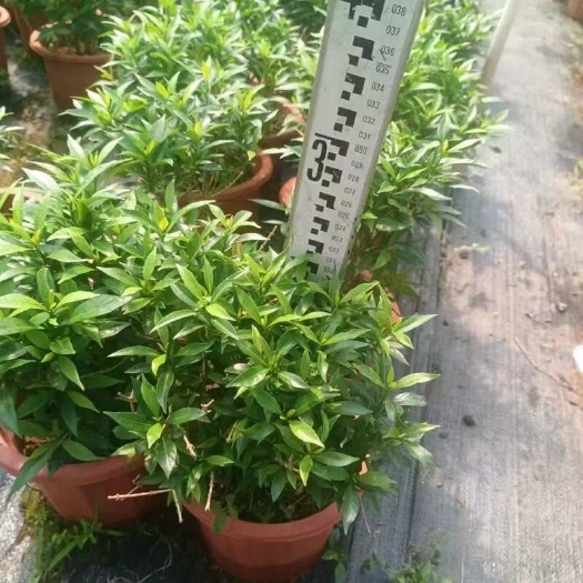 精品珍珠狗牙花自产自销