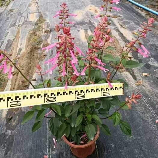 精品一串粉花基地自产直销