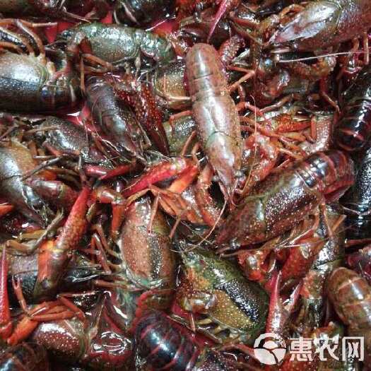 公安县【精选】湖北鲜活小龙虾 一手货源  全国发货 新鲜直达