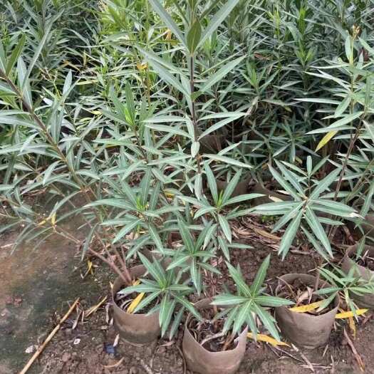广州精品粉花夹竹桃基地自产自销