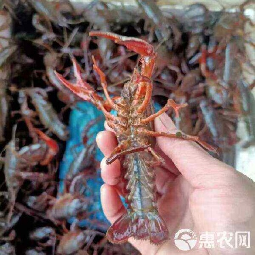 【精选】湖北新鲜小龙虾活虾现捞现发个大肉多口感鲜美