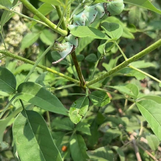 荆蚕