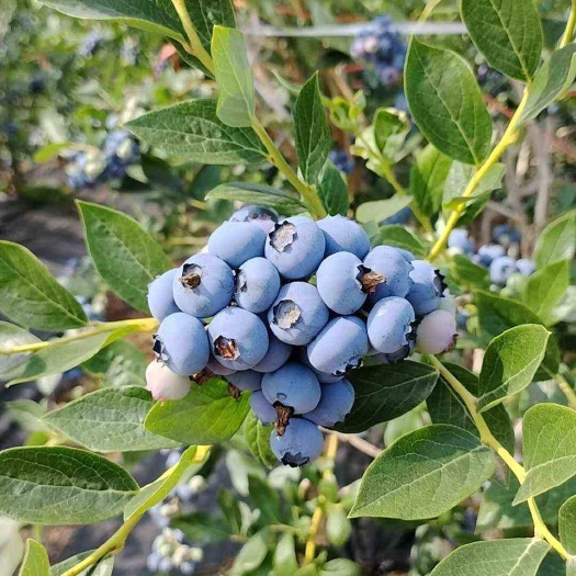 莒南县山东临沂新鲜蓝莓浆果现摘现发当日配送果大香甜