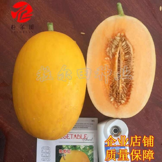 青县粒尔田粒粒红香瓜种子 红皮红肉脆甜 厚皮甜瓜哈密瓜种籽