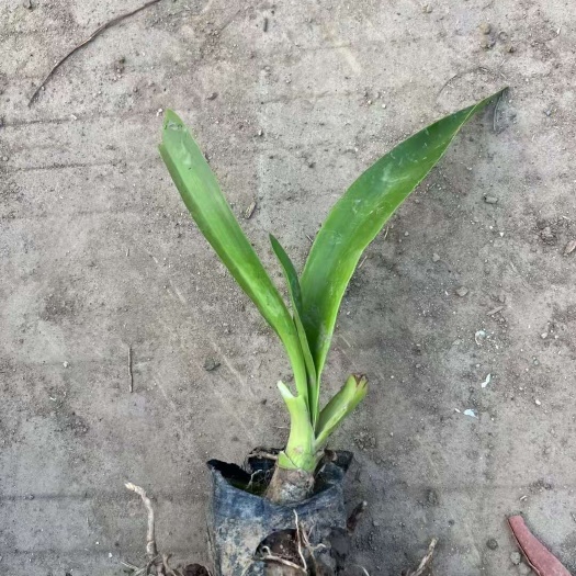 广州精品蜘蛛兰基地自产自销