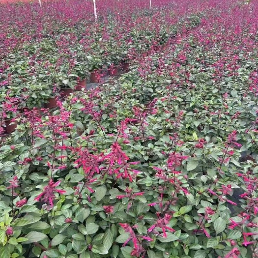 广州精品一串紫花基地自产自销