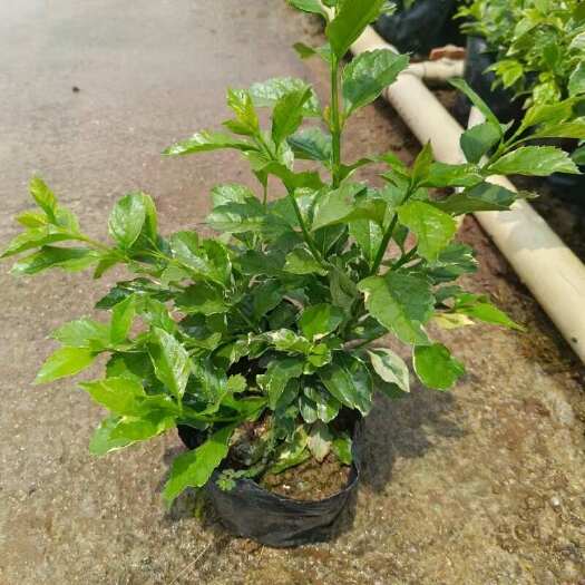 广州精品花叶假连翘基地自产自销