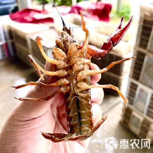 公安县【精选】湖北鲜活小龙虾 一手货源  全国发货 新鲜直达