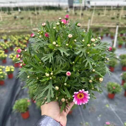 广州精品玛格丽特盆苗基地自产自销